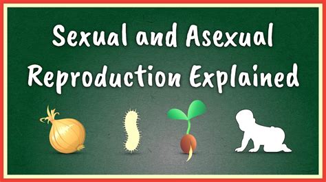 Sexual and Asexual Reproduction Explained - YouTube