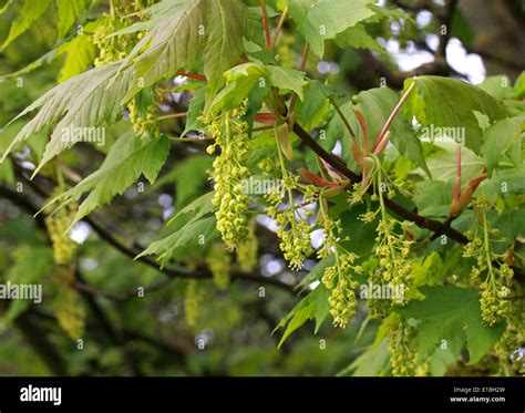 Sycamore Tree Flowers, Acer pseudoplatanus, Aceraceae (Sapindaceae Stock Photo - Alamy