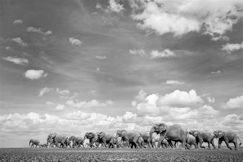 Photographer Shoots Fine Art Photos of Africa's Majestic Elephants ...