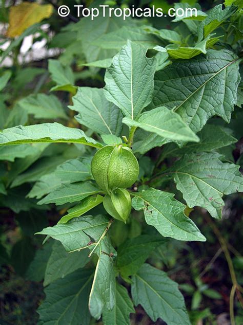 Nicandra physaloides, Shoo-Fly Plant - TopTropicals.com