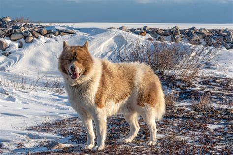 Canadian Eskimo Dog | Dog Breeds