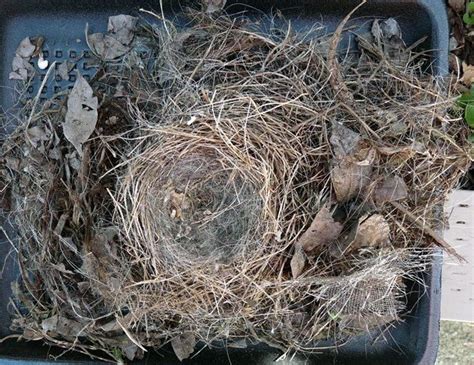 NestWatch | Juncos Nest In A Birdhouse, Part Two - NestWatch