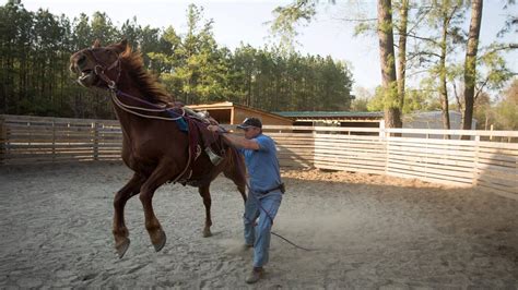 Taming Mustangs, Part 1 | A wild ride - YouTube