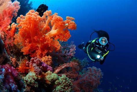 Scuba Diving In Fiji | Fiji is considered the perfect holiday destination for divers ...