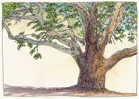 Sycamore Tree Drawing at GetDrawings | Free download