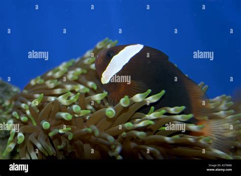 Tomato Clownfish in Tropical Fish aquarium Stock Photo - Alamy