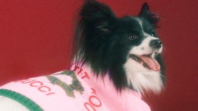 Gucci Pet Collection Is Introduced