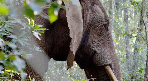 Filmmaker captures breathtaking images of Knysna forest’s elusive elephant cow