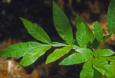 Sapindus saponaria (Sapindaceae) image 23640 at PhytoImages.siu.edu