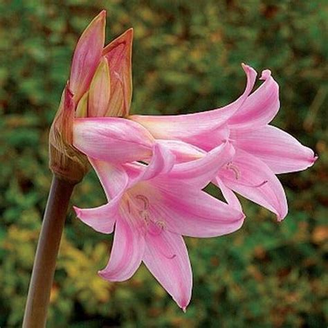 Jersey lily (Nerine sarniensis) profile - RayaGarden