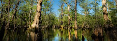 World’s fifth oldest tree found in North Carolina | Duke Energy | illumination