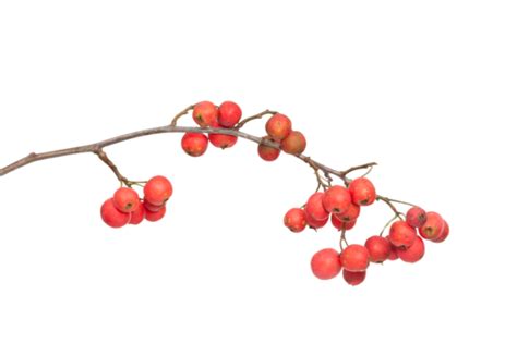 Crataegus Coccinea Clipart PNG, Vector, PSD, and Clipart With ...