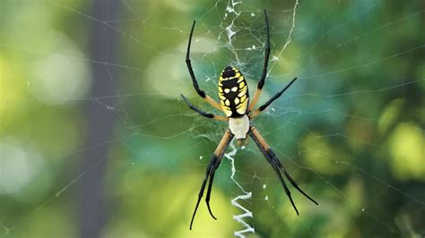 Giant exotic spiders are invading the eastern United States -- and ...