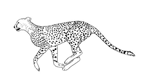 How To Draw A Cheetah - Draw Central | Cheetah drawing, Zoo animal coloring pages, Outline drawings