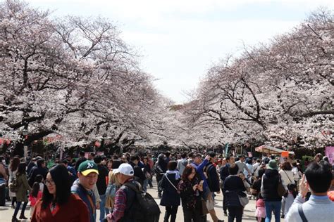 Cherry blossoms at Ueno Park