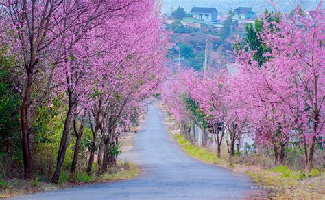 Đi khắp hang cùng ngõ hẻm Đà Lạt ngắm hoa mai anh đào - 2sao