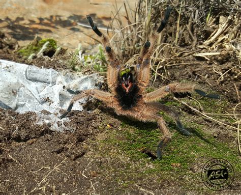 Baboon Spider - African Snakebite Institute