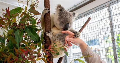 How Koalas With an S.T.D. Could Help Humanity - The New York Times