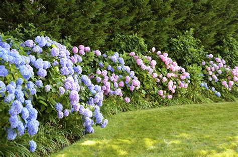 35 Hydrangea Garden Ideas (PICTURES)