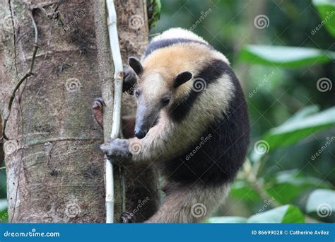 Anteater on tree stock photo. Image of forest, anteater - 86699028