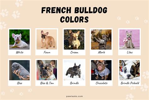 What Colour Is Pied French Bulldog