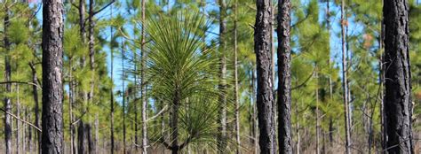 Longleaf Pine - Big Thicket National Preserve (U.S. National Park Service)