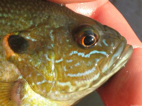 How to Identify The Green Sunfish: Panfish Species and Habits | Panfish ...