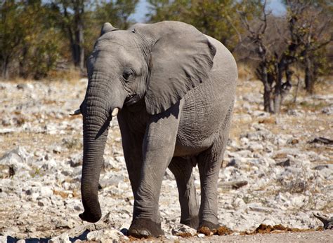 Grey elephant in daytime, namibia HD wallpaper | Wallpaper Flare