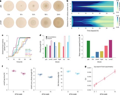 Dynamics of engineered P. mirabilis pattern formation a, Time-lapse of ...