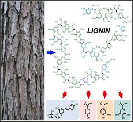 Lignin Valorization: From Theory to Practice: ChemSusChem - Chemistry ...