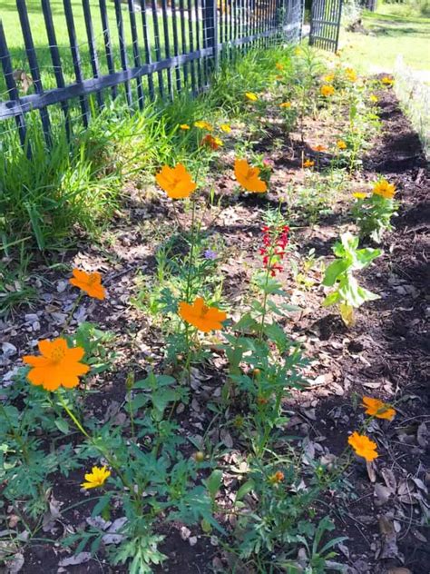 10 Steps to Prepping a Native Wildflower Garden - Native Backyards