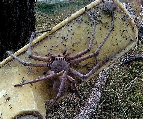 VIDEO Australie: Une araignée géante terrorise la toile