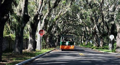 16 Types of Oak Trees in Florida - ProGardenTips