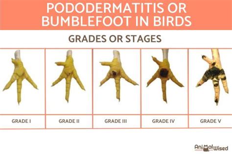 Pododermatitis in Birds - Causes, Symptoms and Treatment