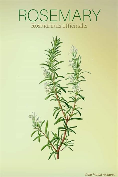 Rosemary Herb Uses, Side Effects and Benefits