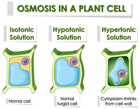 Hypotonic Solution Illustrations, Royalty-Free Vector Graphics & Clip Art - iStock