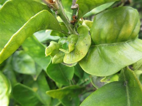 Curled Leaves On Meyer Lemon Tree - Infoupdate.org