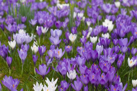 Purple Spring Crocus Creative Commons Stock Image