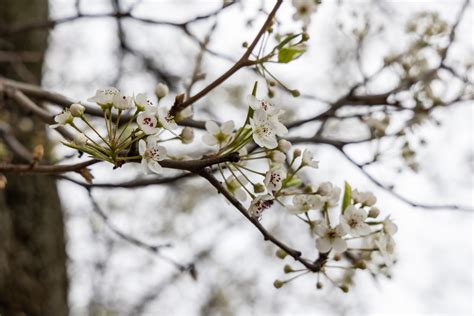 Philly’s cherry blossoms bloom a bit late despite warm winter - WHYY