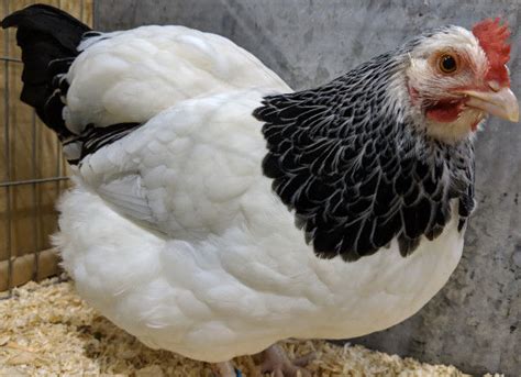 Chicken feather patterns with breed examples, pictures and video. - Cluckin