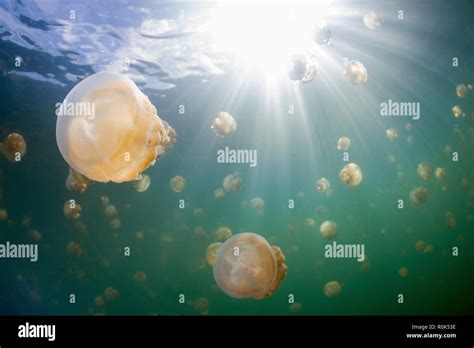 Group of golden jellyfish in Jellyfish Lake, Palau Stock Photo - Alamy