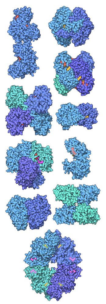 PDB-101: Molecule of the Month: Glycolytic Enzymes