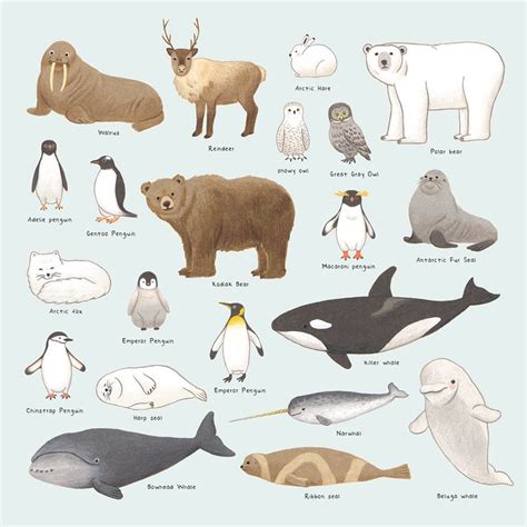 Arctic and Antarctic Animals on Behance | Antarctic animals, Polar animals preschool, Artic animals