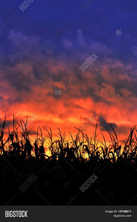 Corn Field Sunset Image & Photo (Free Trial) | Bigstock