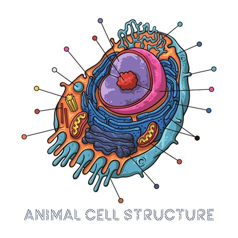 Premium Vector | Vector sketching illustrations. schematic structure of animal cell.