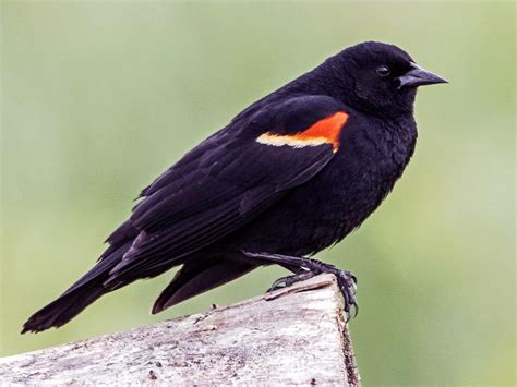 NestWatch | Red-winged Blackbird - NestWatch