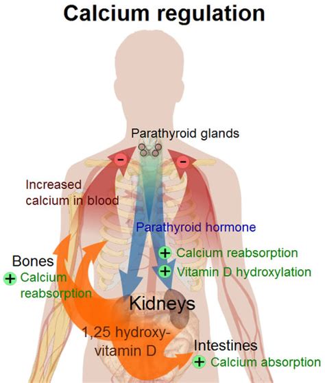 Calcium Regulation Diagram - Free Health & Medical Pictures, Photos & Information