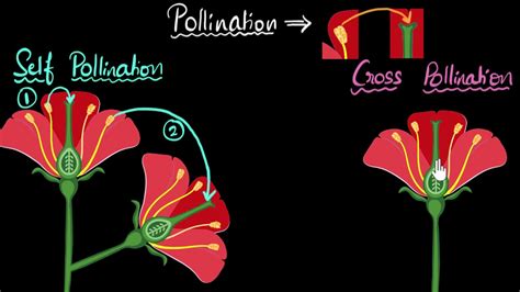 Parts Of Flower Pollination And Fertilization Worksheet Answers | Best Flower Site