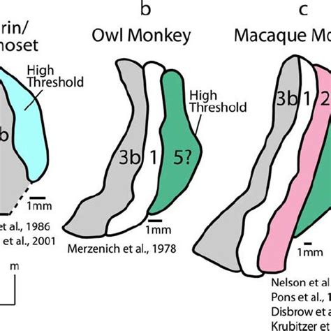 Left, Primate cladogram showing which primate taxa have the following... | Download Scientific ...