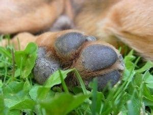 8 Common Dog Paw Problems & How to Treat Them | Pawtology